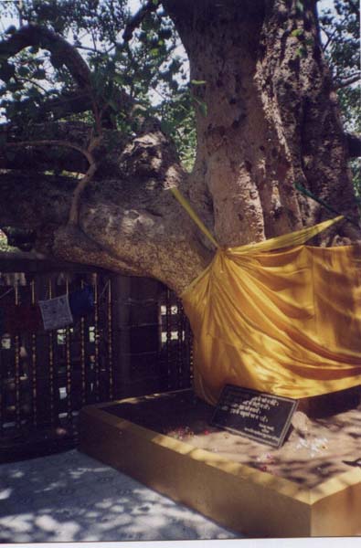 Bodh Gaya - Bodhi Tree, photography by Xanadi