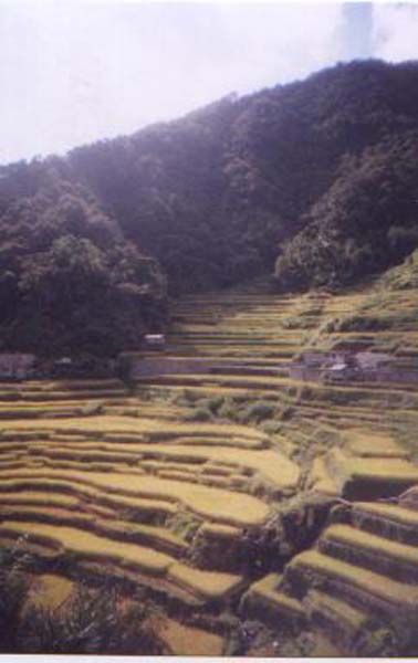 Rice Terraces (Harvest), art by Xanadu