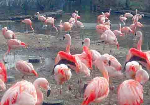flamingos at the Lincoln Park Zoo 4/28/13, photo copyright © Janet Kuypers