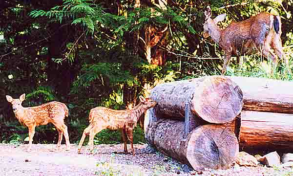 three deer, copyright 2017 Janet Kuypers