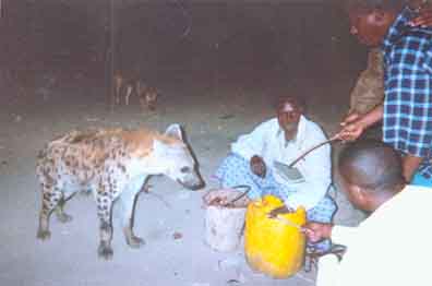 Ken DiMaggio, Feeding the Hyenas, Ethopia