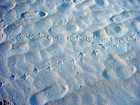 San Juan beach 059footprints