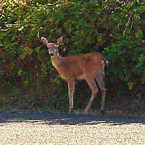 a deer at Puger Sound, October 12th 2006