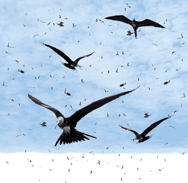 Stoprm Petrels and Frigate birds collaged, flying in the Galapagos Islands December 2007