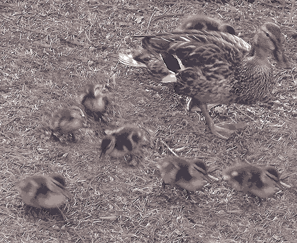 ducks, photographed 6/6&$047;10, copyright E 2010-2013 Janet Kuypers