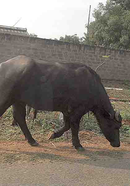 photo in India by John Yotko