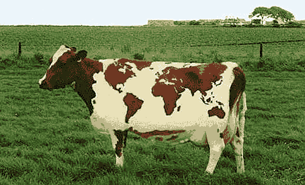 brown cow with map