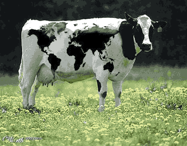 cow with map, from 1000words.com