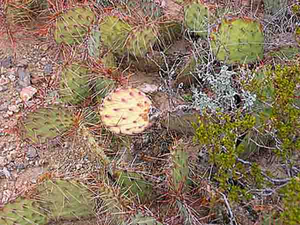 Plenty o’Prickly pear (from Osha, Dog Canyon), photo by Brian & Lauren Hosey