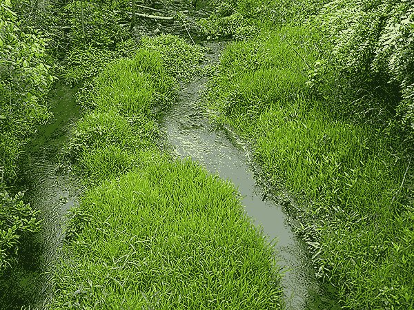 Awesome Greenness Beside Stream May4 plus show-0081, photography by David Michael Jackson