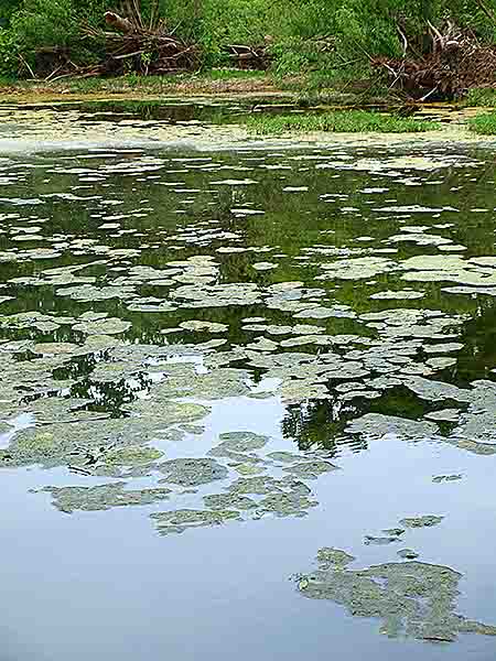 Floating Plants like Monet May 4 plus show 019, art by David Michael Jackson