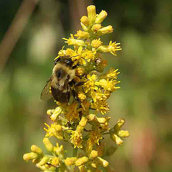 bee photography by John Yotko