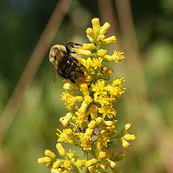 bee photography by John Yotko