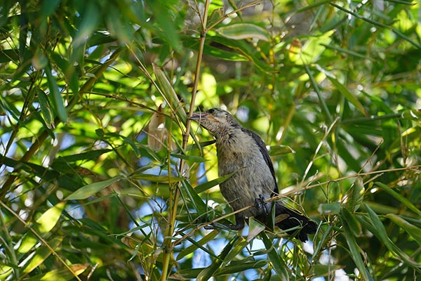 Art Wall Bird photograph by John Yotko 20170430