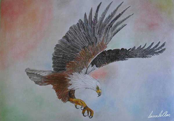 The African Fish Eagle, drawing by Lavren Le’Clore