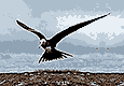 Great Frigate bird in flight