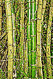Bamboo in el Yunque Tropical Rain Forest