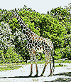 Giraffe (photographed 05/30/09)