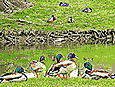 Mallards at the water (Heather Ridge, Gurnee IL) 04/17/05