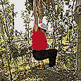 Janet hanging from a banyan tree