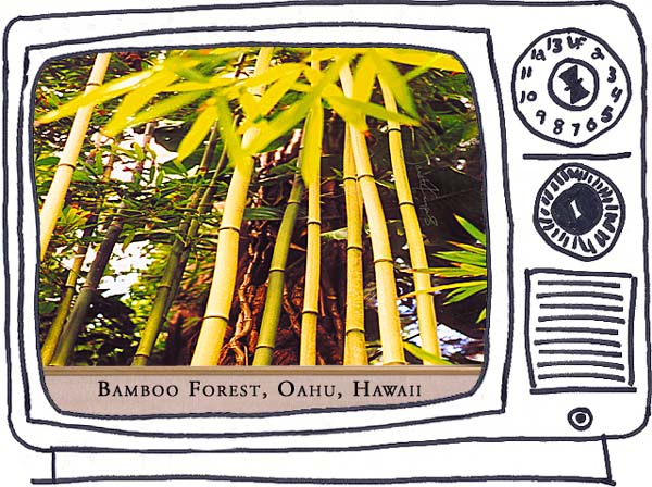 bamboo-forest640x480