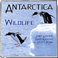 Antarctica: Wildlife