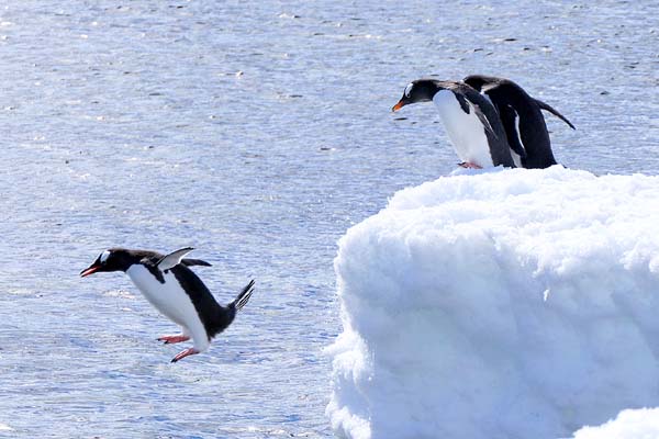 penguin jumping into the Southern Ocean at Danco Harbour 11/20/17