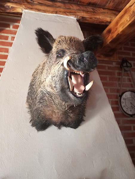 Boar-head2
