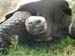 Tortoise
