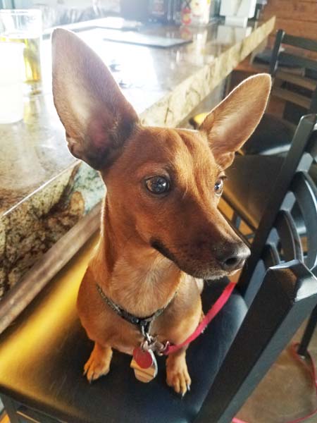 20161009dog-ears122146