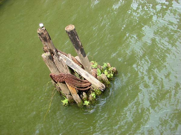 20110802gull-wood-chiR6465