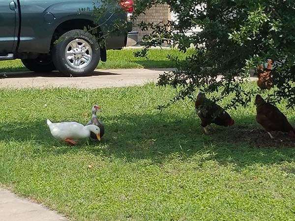 20170901chicken144612