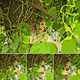 Janet picking grPES